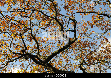 Zweige der Lawrenny alte Eichenwälder im Herbst Pembrokeshire Wales Cymru UK GB Stockfoto