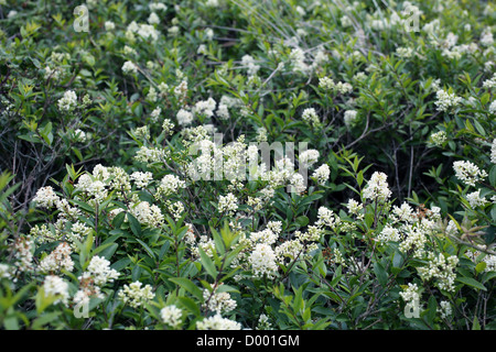 Wilde Liguster; Ligustrum Vulgare; in Blüte; UK Stockfoto