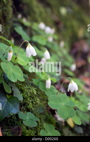 Sauerklee; Oxalis Acetosella; in Blüte; UK Stockfoto