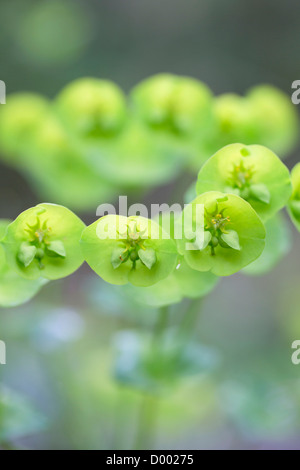 Holz-Wolfsmilch; Euphorbia Amygdaloides; Blume; UK Stockfoto