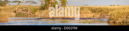 Eine Gruppe von Flusspferden Lounge in einem Wasserloch. Serengeti Nationalpark, Tansania Stockfoto