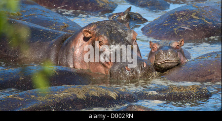 Eine Motther und ihr Baby, zwei Flusspferde kuscheln in das Wasserloch. Serengeti Nationalpark, Tansania Stockfoto