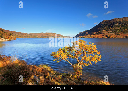 Ein einzelner Eiche Baum am Ufer des Ullswater im Lake District als die Einstellung Nachmittagssonne leuchtet seine Blätter Stockfoto