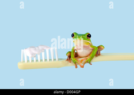 Weißlippen-Laubfrosch oder Litoria Infrafrenata auf eine Zahnbürste Stockfoto