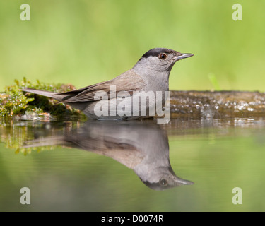 Männliche Mönchsgrasmücke (Sylvia Atricapilla) spiegelt sich in einem Wald-pool Stockfoto