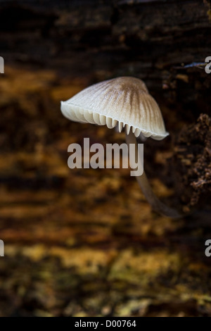 Nahaufnahme von einem einsamen gemeinsame Motorhaube Pilze (Mycena Galericulata) wächst aus einem gefallenen Baumstamm Stockfoto