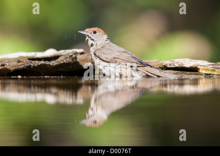 Weibliche Mönchsgrasmücke (Sylvia Atricapilla) in einem Wald-Pool Baden Stockfoto