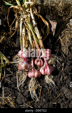 frisch gegrabene Knoblauch Zwiebeln Stockfoto