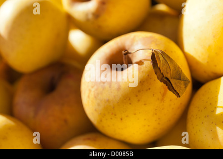 Goldene Äpfel Stockfoto