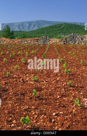 Neue Weinberge, nördlich von der Insel Hvar, Kroatien Stockfoto