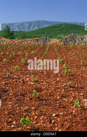 New vineyards, north of Hvar island, Croatia Stockfoto