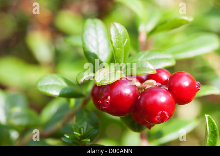 Bush der Reifen Wald Preiselbeeren Nahaufnahme Stockfoto