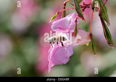 Honigbiene (Apis Mellifera) mit Pollen, etwa um aus einer Himalaya-Springkraut (Impatiens Glandulifera)-Blume aus stark bestäubt Stockfoto