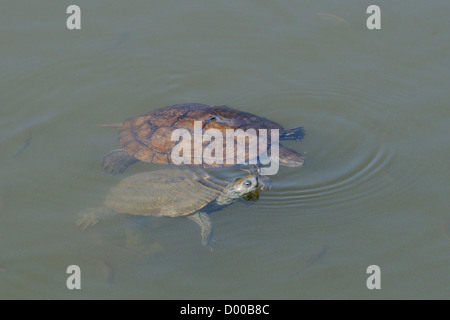 Zwei westliche Kaspischen Sumpfschildkröten / Balkan Streifen-necked Sumpfschildkröten (Mauremys Caspica Rivulata) Schwimmen im Teich, Lesbos, Griechenland. Stockfoto