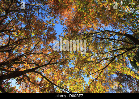 Herbst-farbige Eichenlaub im Oktober. Fotografiert in Torskind, Dänemark Stockfoto