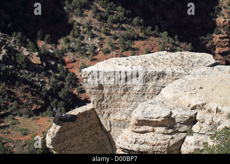 Kalifornien-Kondor (Gymnogyps Californianus) im Grand Canyon. Beachten Sie, dass die Vögel Flügel gekennzeichnet sind Stockfoto