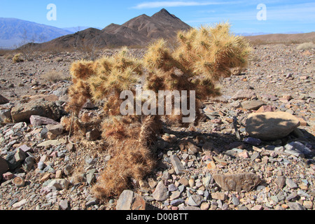 Teddy-Bear Cholla Kaktus (Opuntia Bigelovii) auch bekannt als Jumping Cholla. Fotografiert am Hells Gate, Mojave-Wüste. Stockfoto