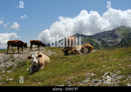 Kleine Herde Kühe (Bos Taurus) auf grasbewachsenen Grat auf 1600m in den Julischen Alpen, Nationalpark Triglav, Sloweniens, Juli 2011. Stockfoto