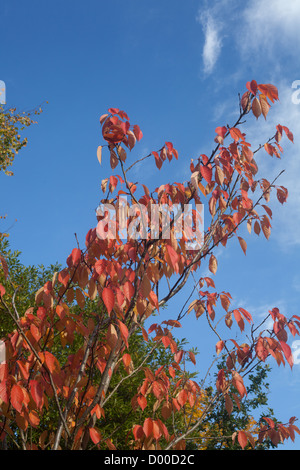 gmlh2010 5518 Acer Nikoense Nikko Ahorn in herbstlichen Farben Stockfoto