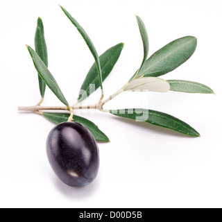 Reife schwarze Olive mit Blättern auf einem weißen Hintergrund. Stockfoto