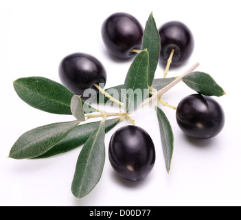 Reifen schwarzen Oliven mit Blättern auf einem weißen Hintergrund. Stockfoto