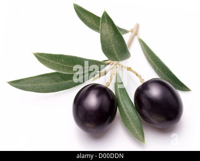 Reifen schwarzen Oliven mit Blättern auf einem weißen Hintergrund. Stockfoto