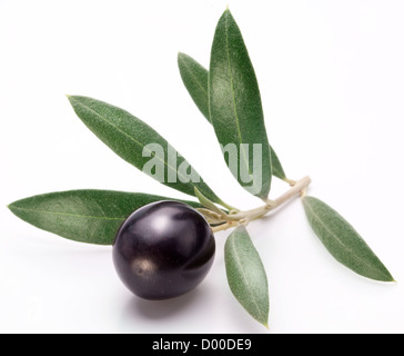 Reife schwarze Olive mit Blättern auf einem weißen Hintergrund. Stockfoto