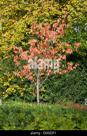 gmlh2010 5522 Acer Nikoense Nikko Ahorn in herbstlichen Farben Stockfoto