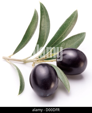 Reifen schwarzen Oliven mit Blättern auf einem weißen Hintergrund. Stockfoto
