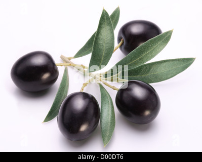 Reifen schwarzen Oliven mit Blättern auf einem weißen Hintergrund. Stockfoto