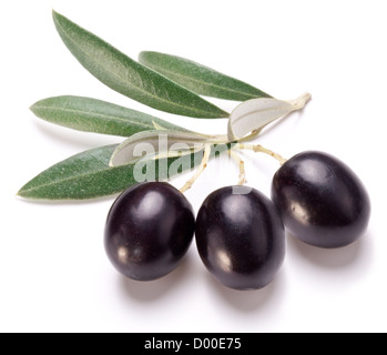 Reifen schwarzen Oliven mit Blättern auf einem weißen Hintergrund. Stockfoto