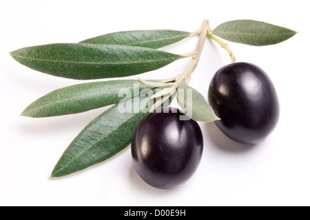 Reifen schwarzen Oliven mit Blättern auf einem weißen Hintergrund. Stockfoto