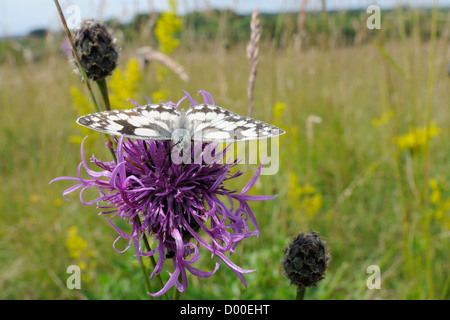 Marmorierte weißer Schmetterling (Melanargia Galathea), Fütterung auf größere Blume Flockenblume (Centaurea Scabiosa), Wiltshire, UK, Juli. Stockfoto