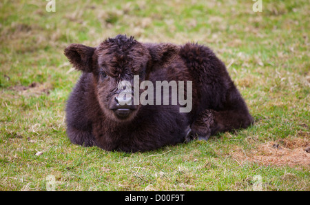 Eine schwarze Highland Kuh Kalb liegend in einem Feld. Stockfoto