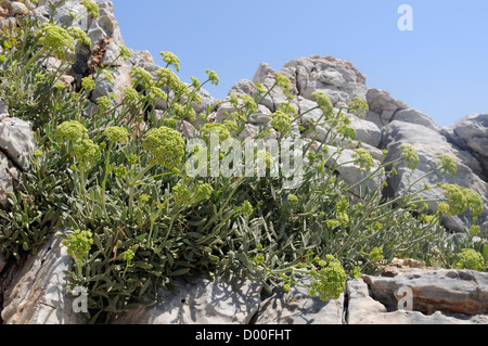 Meerfenchel / Meeresfenchel (Crithmum Maritimum) am Küsten Kalkfelsen, Psili Ammos, Samos, Griechenland, August blühend. Stockfoto