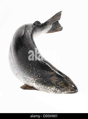 ganzen Lachs Fisch Stockfoto