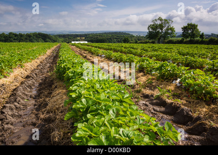 Reihen von Erdbeerpflanzen in einem Feld auf einer Obstplantage in Northumberland. Stockfoto