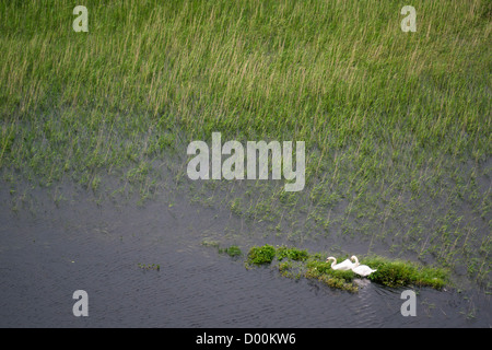 Zwei Schwäne Nestbau am Lough Felsen in der Nähe von Hadrian Wand in Northumberland. Stockfoto