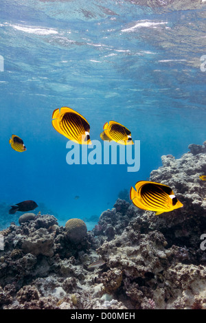 Ein Schwarm von maskierten Butterflyfish Schwimmen im flachen Wasser um ein tropisches Korallenriff Stockfoto