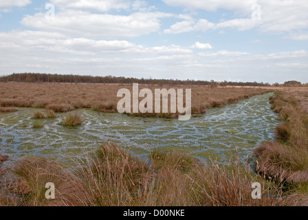 Freistatter Moor, Niedersachsen, Deutschland. Stockfoto