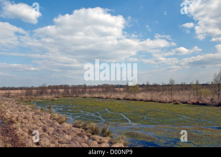 Freistatter Moor, Niedersachsen, Deutschland. Stockfoto