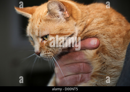 Ingwer Katze nach Abszess im Gesicht abgelassen hatte Stockfoto