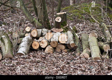 Kürzlich gefällten und zerschnitten Bäume in Rufford Land Park, Nottinghamshire, England, UK. Stockfoto