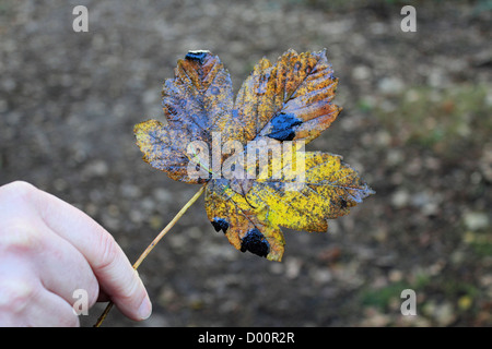 Ahorn Baum Teer Fleck Pilz UK Stockfoto