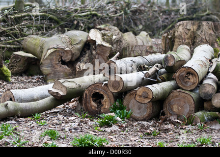 Kürzlich gefällten und zerschnitten Bäume in Rufford Land Park, Nottinghamshire, England, UK. Stockfoto