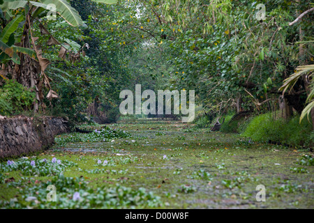 Kleine Wasserstraße fast vollständig blockiert durch gemeinsame Wasser-Hyazinthe (Eichhornia Crassipes), Kanjippadom, in der Nähe von Alappuzha (Alleppey), Kerala, Indien Stockfoto