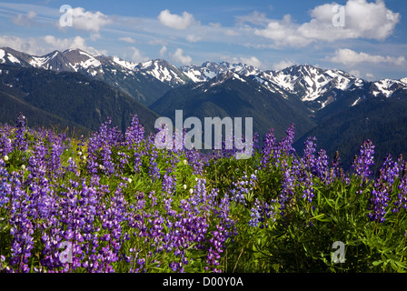 WASHINGTON - Lupinen blühen in einer Wiese am Hurricane Ridge mit Blick auf den Elwha River Valley in Olympic Nationalpark. Stockfoto