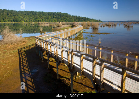 WASHINGTON - Nisqually Mündung Boardwalk Trail Überschrift über der Mündung in die Nisqually National Wildlife Refuge. Stockfoto