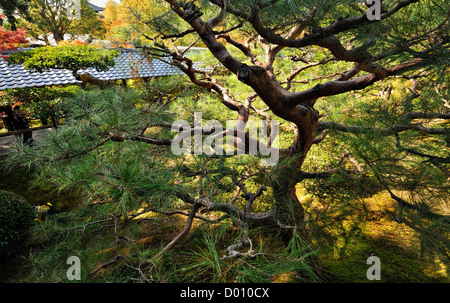 Verdrehte Kiefer in einem Garten entlang der Philosophen Weg, Kyoto, Japan Stockfoto