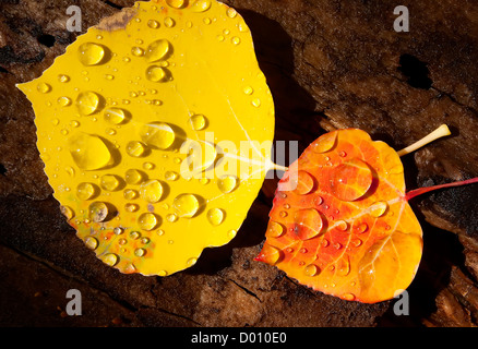 Nahaufnahme von zwei Aspen Blätter auffallende Farben und glitzernden Regentropfen auf einem feuchten Baumstamm. Stockfoto